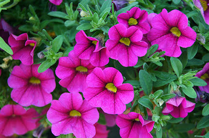 Las mejores flores de temporada para alegrar tu jardín