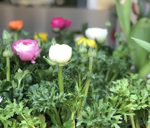 Las mejores plantas de primavera para tu jardín