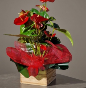 Anthurium